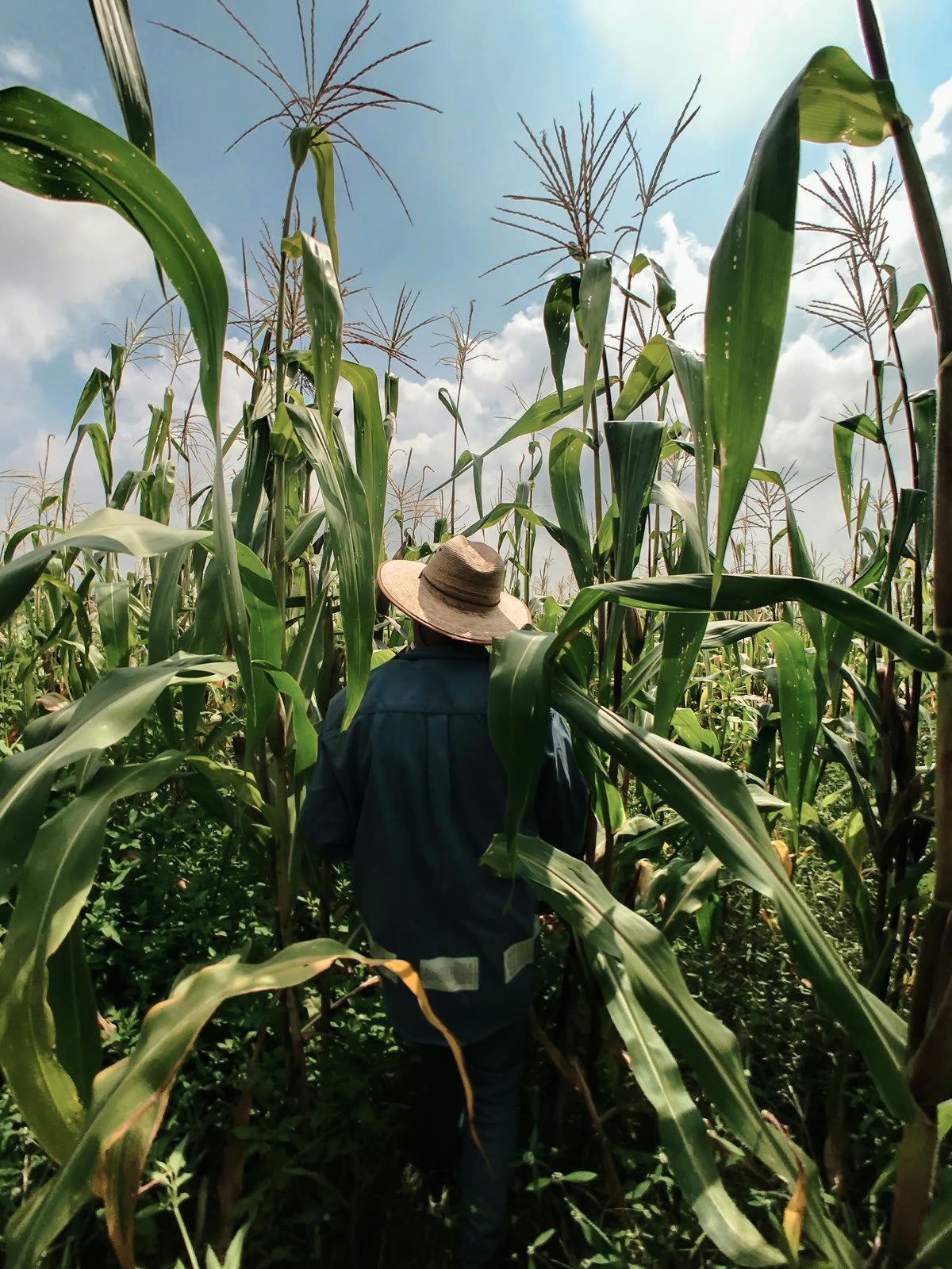 Farmer walking through cornfield — green economy
